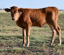 Cut'N Dried X First Kiss Heifer