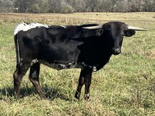 Heifer 17