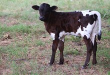 2024 Rozee Heifer