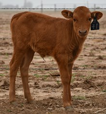 Houdini x Texas Memaid Heifer