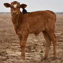 Rebel X motion of Stars Heifer 